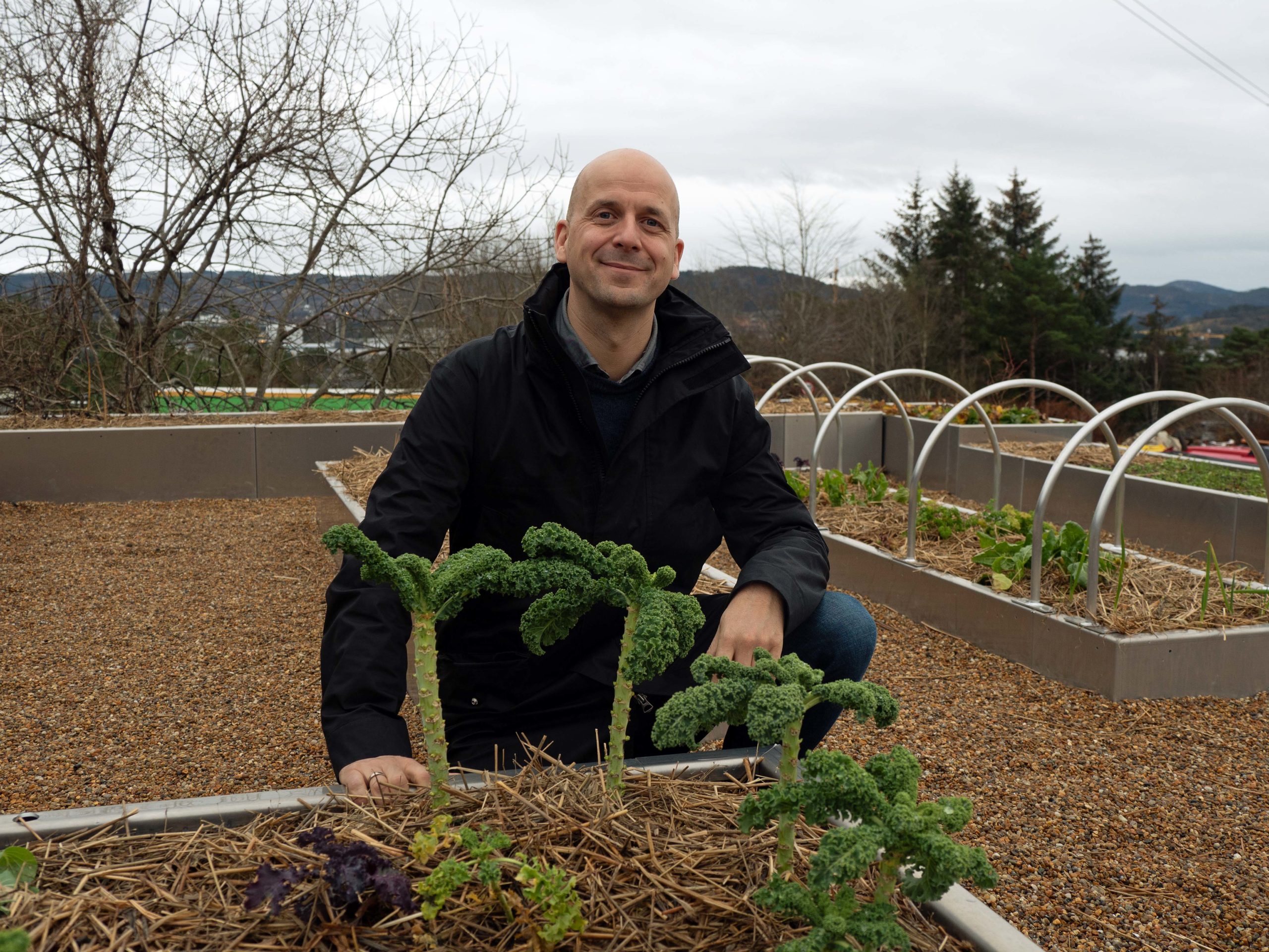 Høster frukter på byens tak
